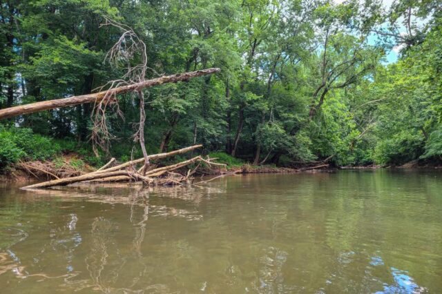 Broken Logs In A River