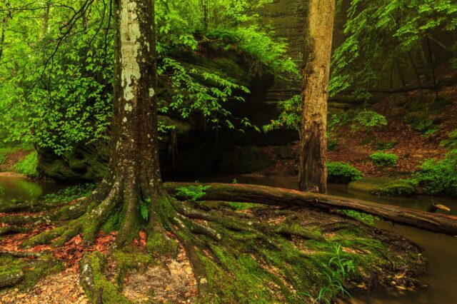 Creek Flowing Through A Lush Forest